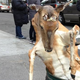 Illustration for article titled Some horrible person left a dead deer in a New York City trashcan